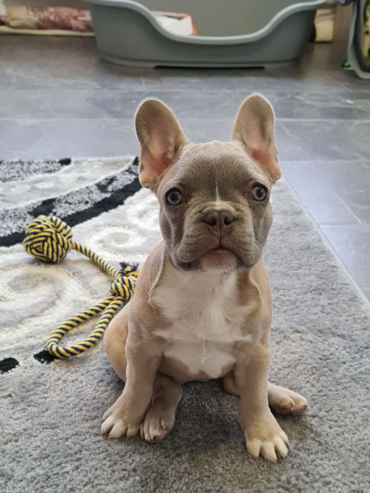 Hundetreffen-Welpentreffen-Profilbild