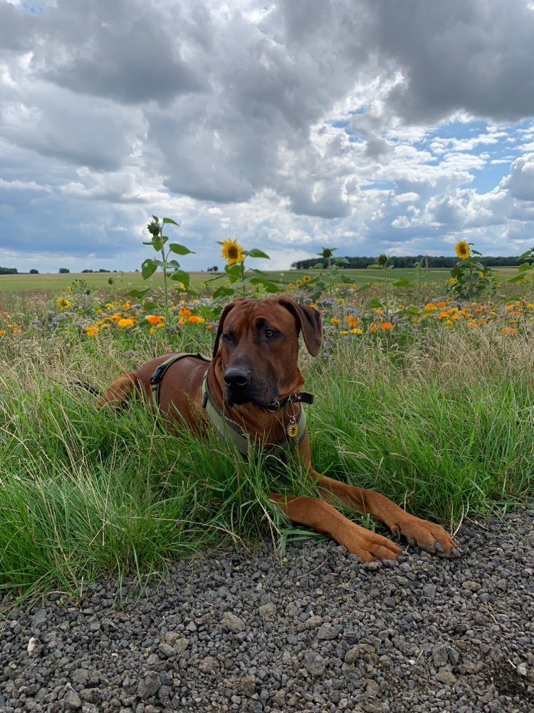 Hundetreffen-Spielen/ Toben/ Gassi gehen / voneinander lernen-Profilbild