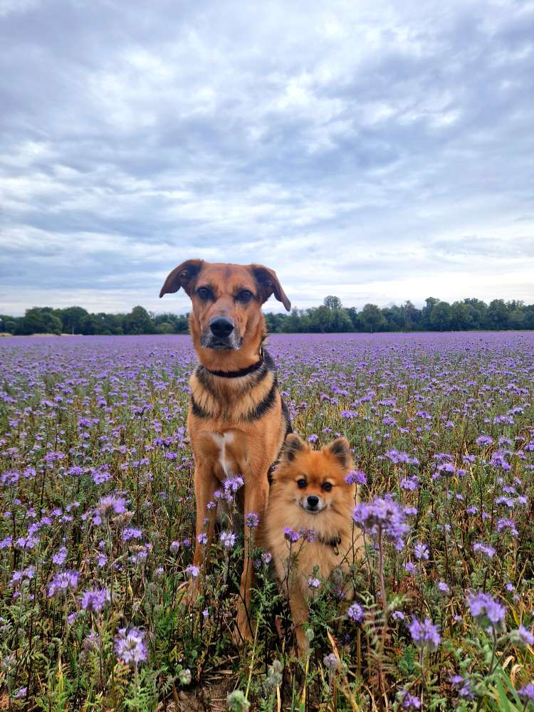 Hundetreffen-Spaziergänge-Profilbild