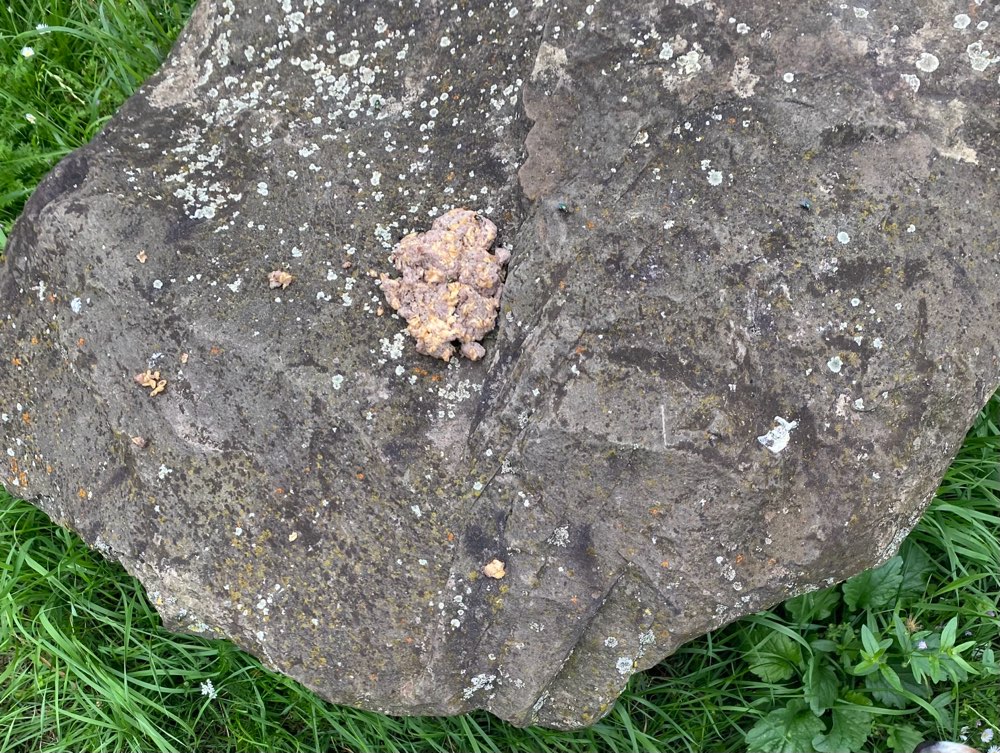 Giftköder-Giftköder. Hackfleischartige Masse.-Profilbild