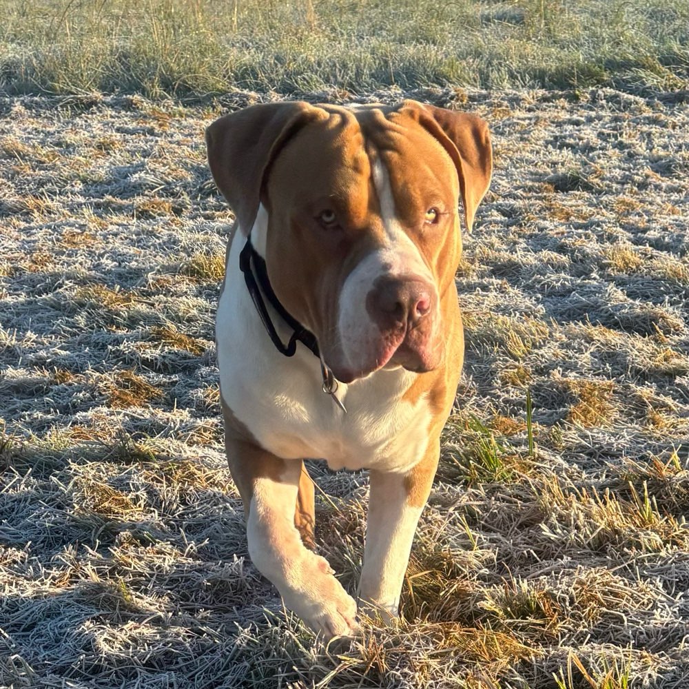 Hundetreffen-Große Babys-Profilbild