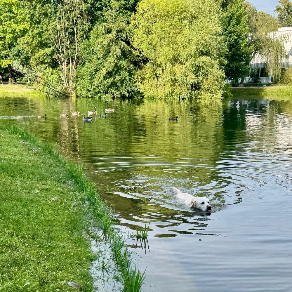 Hundetreffen-Mein Labrador will nur spielen!-Profilbild