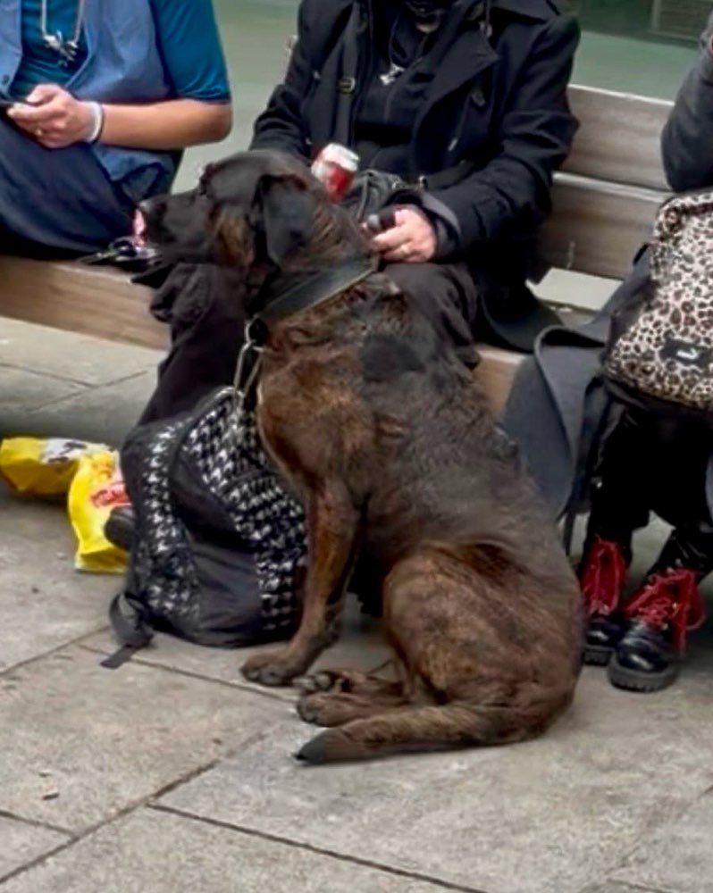 Giftköder-Aggressiver Hund: Fußgängerzone täglich!-Profilbild