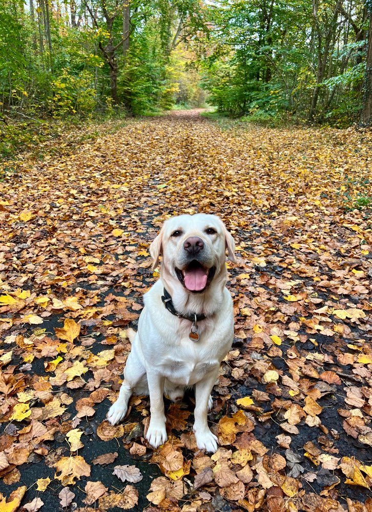Hundetreffen-Suche Teilzeit-Hundebetreuung in Nürnberg (Nordstadt/Maxfeld)-Profilbild