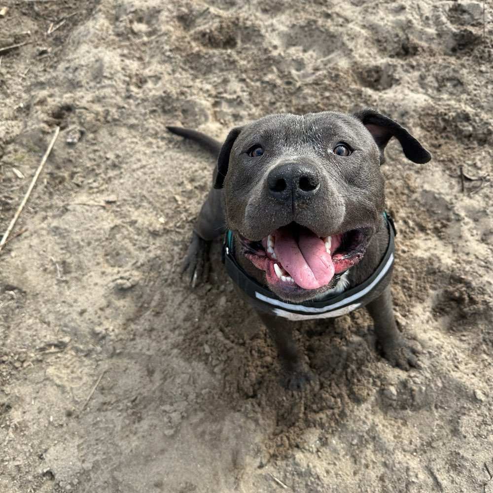 Hundetreffen-Lerngruppe und Spielepartner-Profilbild