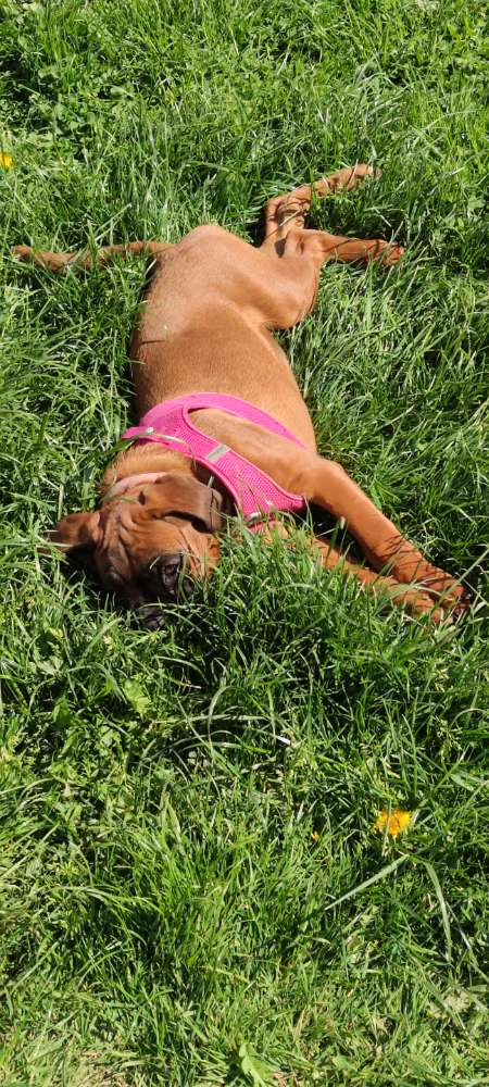 Hundetreffen-Welpentreffen-Profilbild