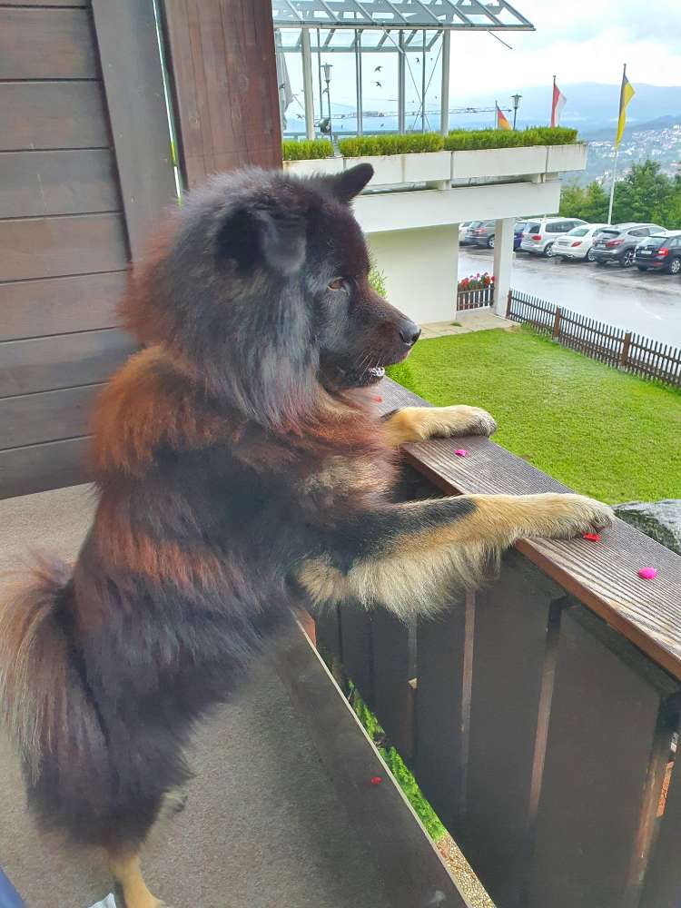 Hundetreffen-Gassi gehen in Bremerhaven-Profilbild