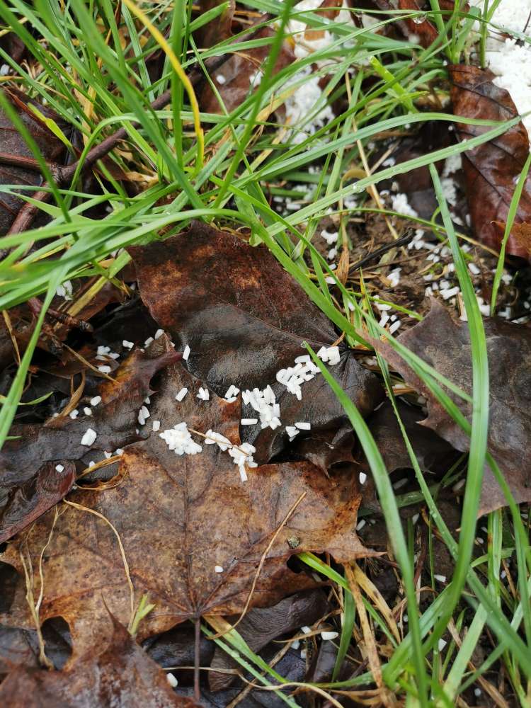 Giftköder-Weißes Granulat an der Steinlach-Profilbild
