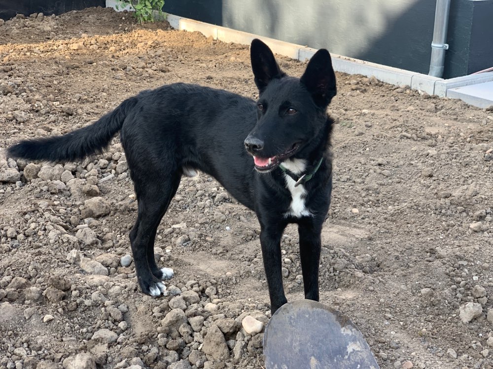 Hundetreffen-Gassi, spielen und toben-Profilbild