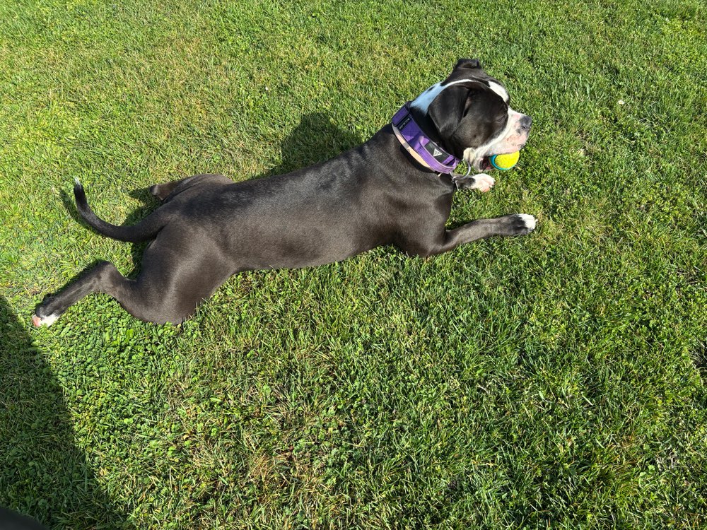 Hundetreffen-Hundefreunde,Spielgefährten gesucht-Profilbild