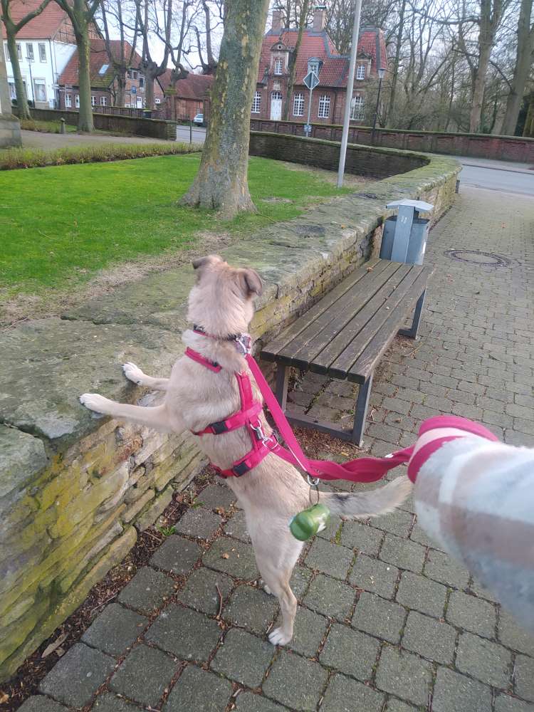 Hundetreffen-Lotta sucht Spielkamerad/Freund oder Freundin-Profilbild
