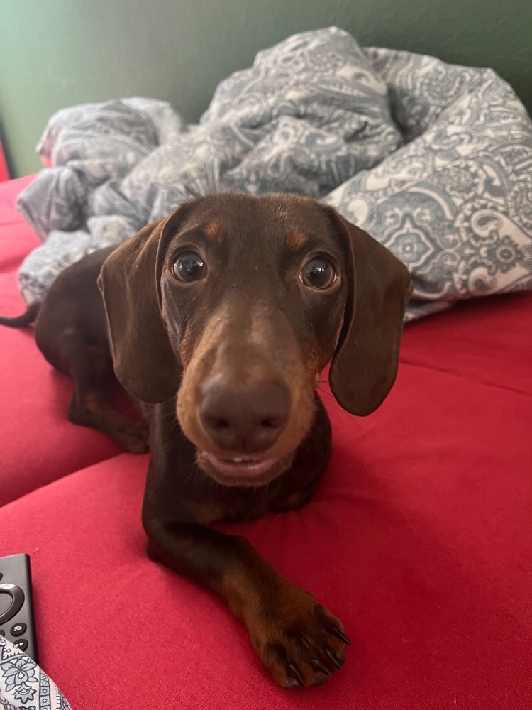 Hundetreffen-Spielen,Toben,Soziale Kontakte, Gassi-Runde-Profilbild