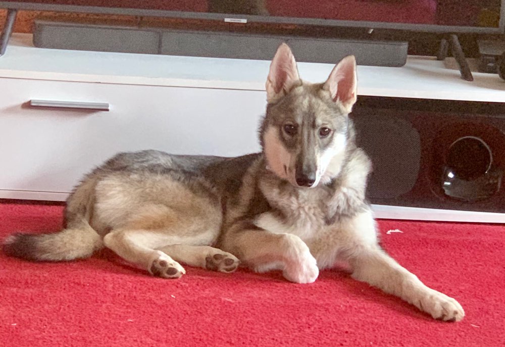 Hundetreffen-Gassi gehen im Umkreis Hückelhoven( bis 50 km)-Profilbild