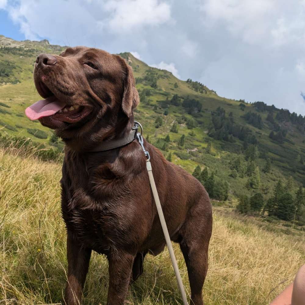 Hundetreffen-Spielen,Treffen zum Spaziergang und Kennenlernen mit Artgenossenen-Profilbild