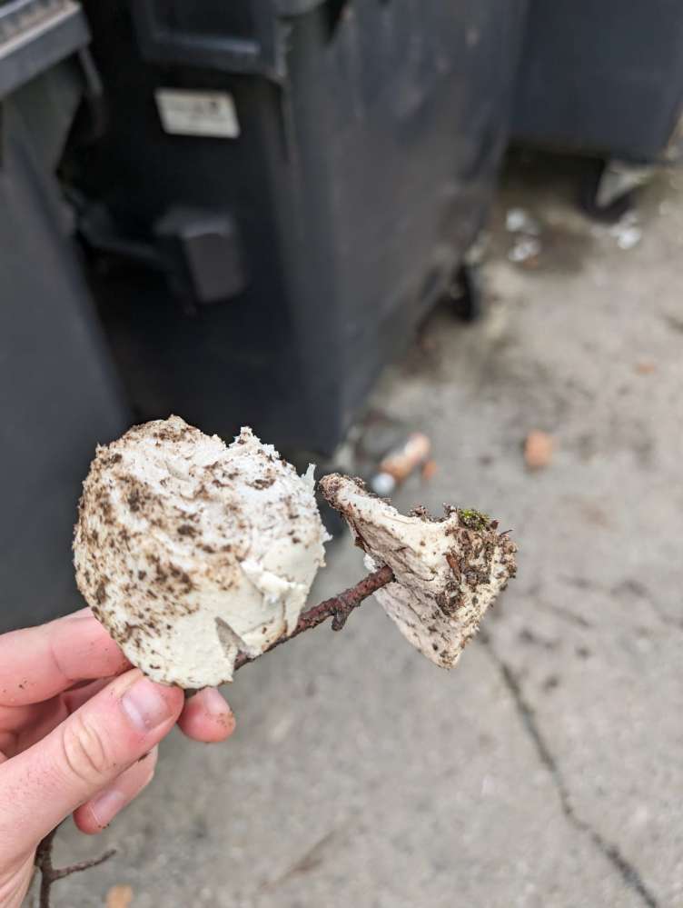 Giftköder-gelbwurststücke-Profilbild