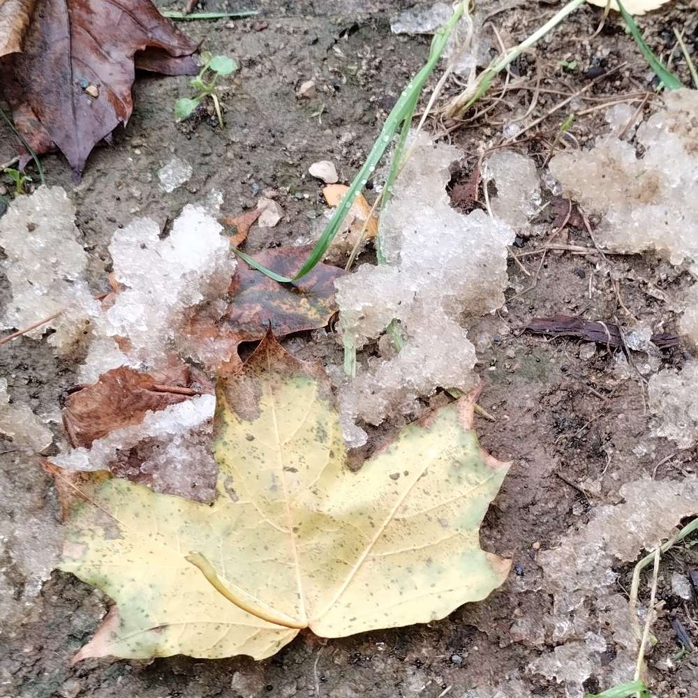 Giftköder-Merkwürdige Substanz-Profilbild