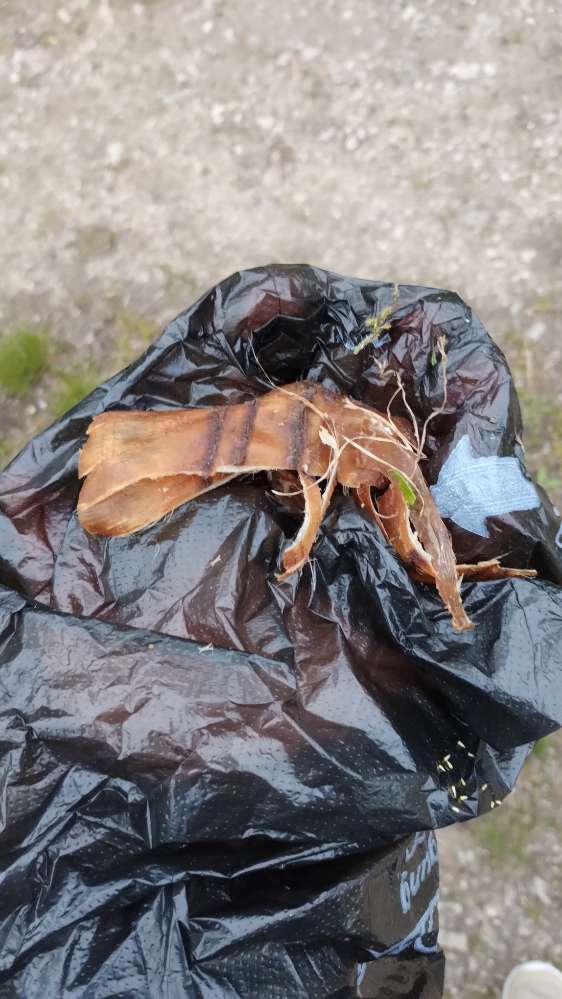 Giftköder-Eventuell Giftköder-Profilbild