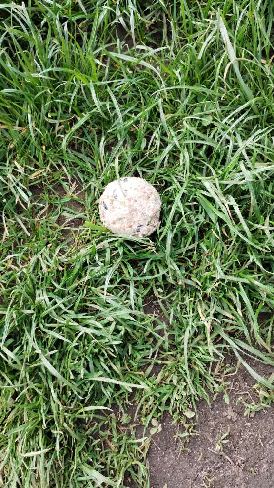 Giftköder-Verdacht auf Giftköder (Meisenknödel)-Profilbild