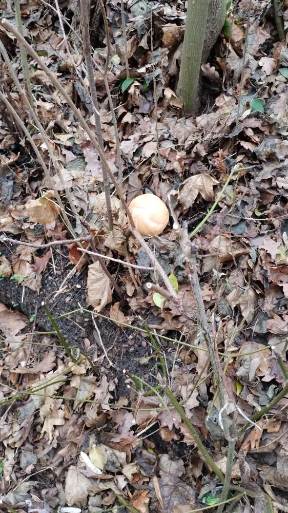 Giftköder-Brötchen im Laub und auf dem Gehweg-Profilbild