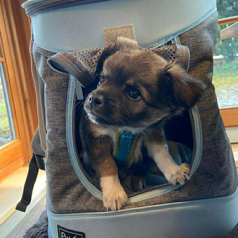 Hundetreffen-Welpentreffen Nähe Candidplatz-Profilbild