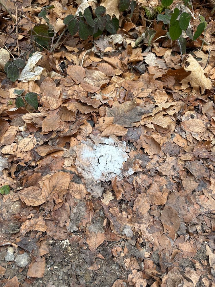 Giftköder-Eventuell Gift !!!-Profilbild