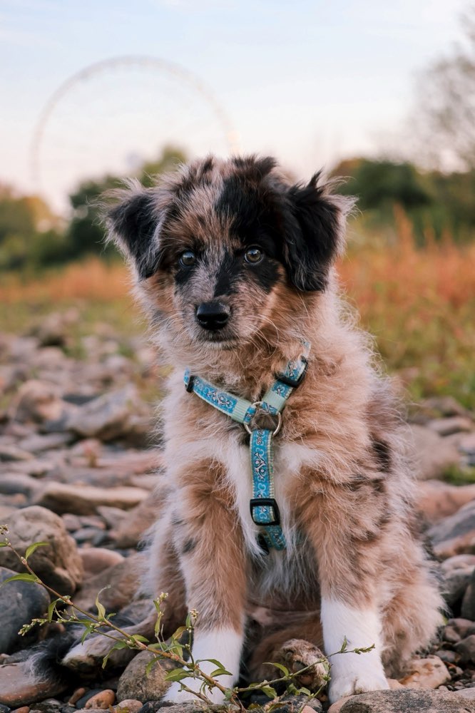 Hundetreffen-Welpenspiel- bzw Gassirunde in Dresden-Profilbild