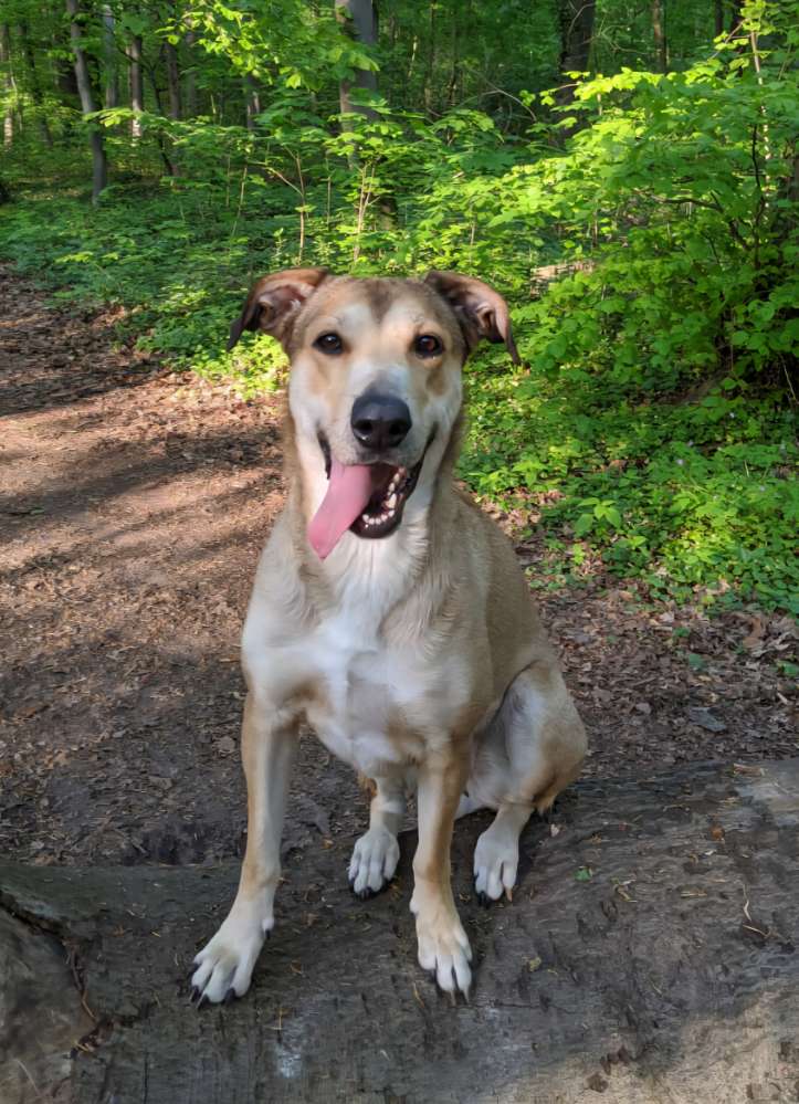 Hundetreffen-Gemeinsame Spaziergänge-Profilbild