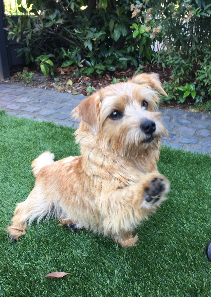 Norfolk Terrier Wo Seid Ihr Rasse Spezifisches Hundeforum Von Dogorama Dogorama App