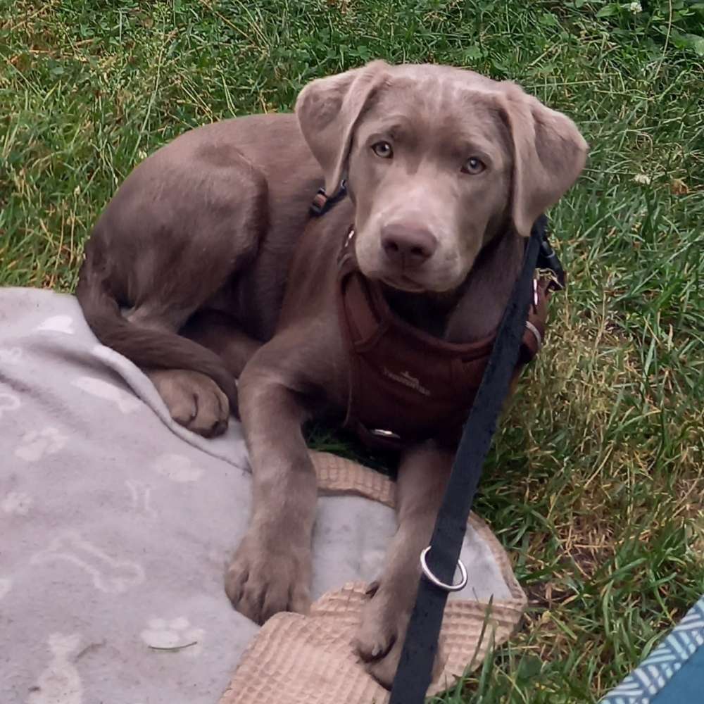 Hundetreffen-Neue Freunde für Ivi-Profilbild