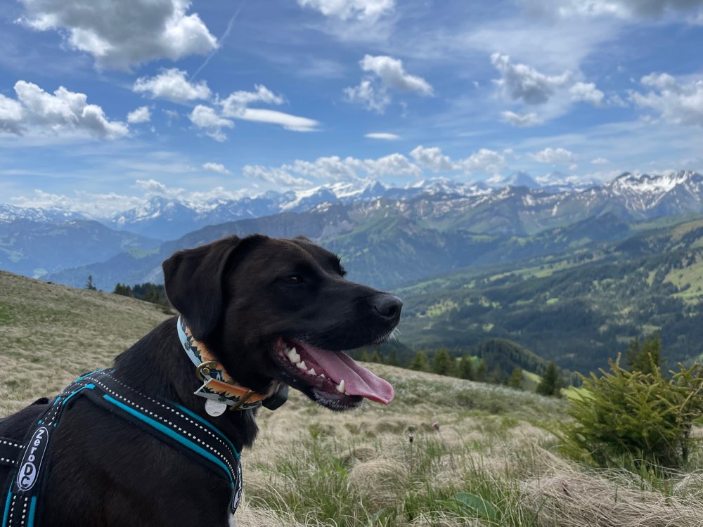 Hundetreffen-Gemeinsame Gassirunde-Profilbild