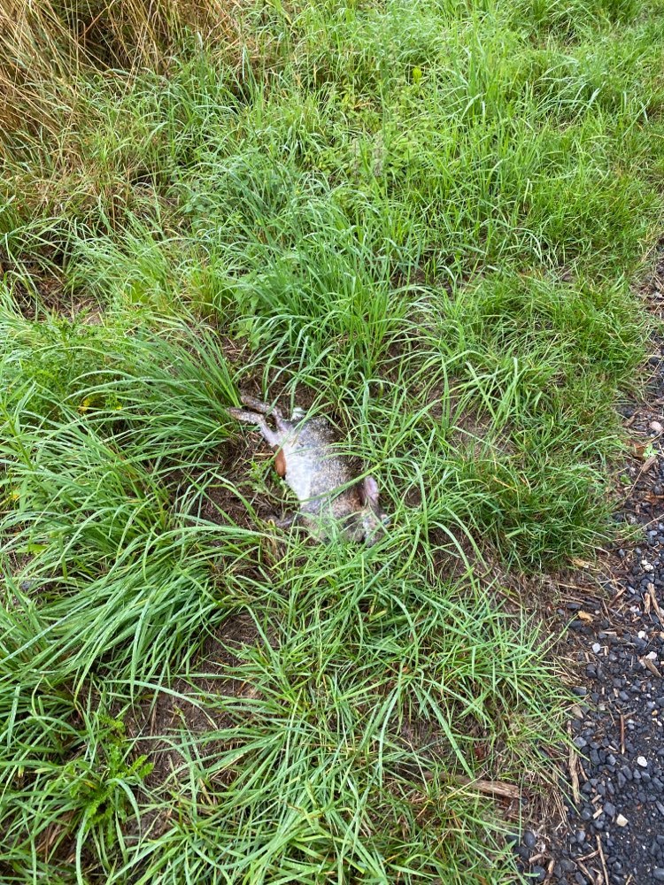 Giftköder-Toter Hase am Rand-Profilbild