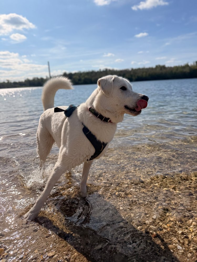Hundetreffen-Spielpartner*innen gesucht-Profilbild