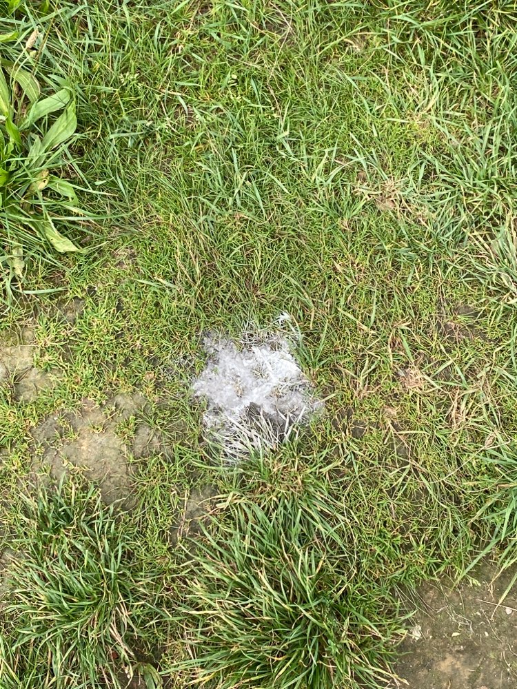 Giftköder-Unbekanntes weißes Pulver-Profilbild