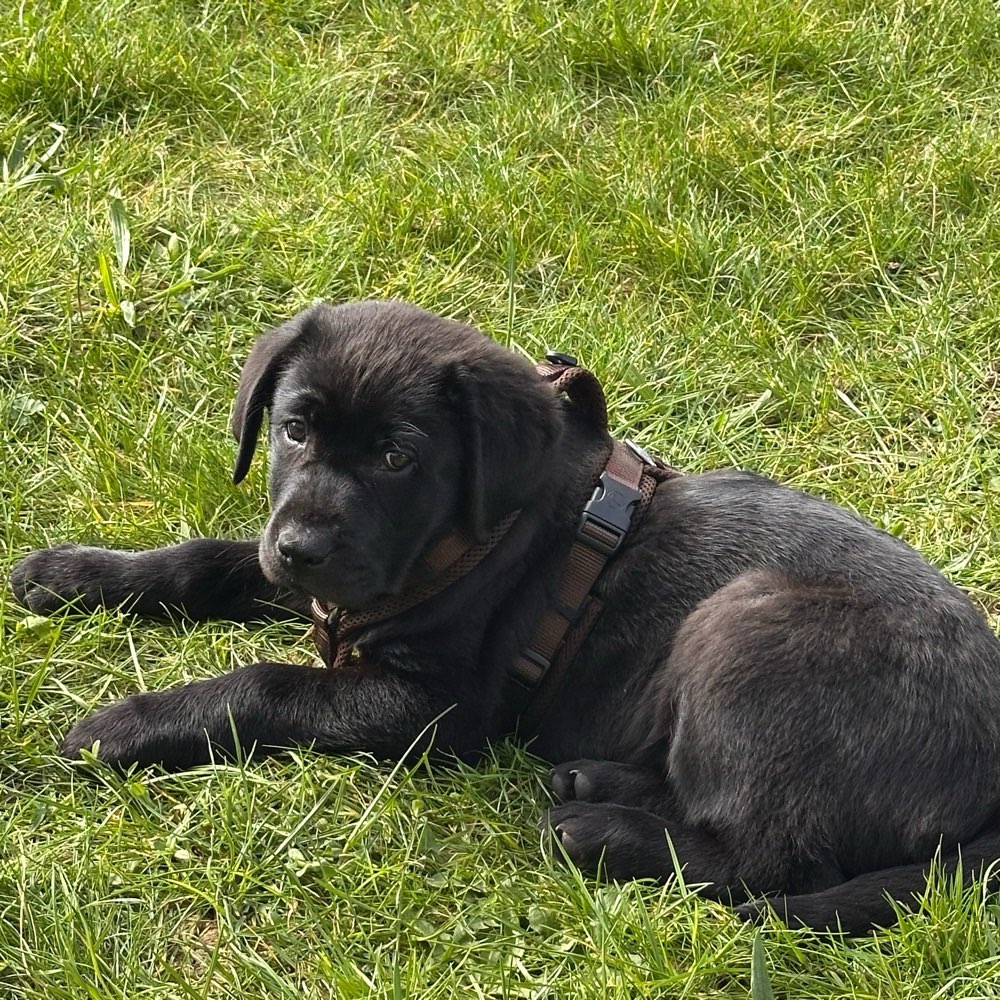 Hundetreffen-Entspanntes und soziales Treffen ☺️🐶-Profilbild