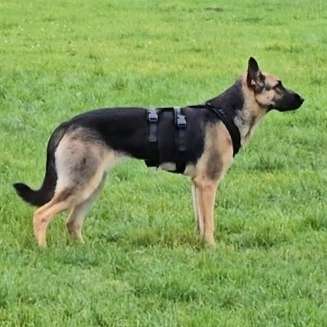 Hundetreffen-Schüchterne Junghunde, Soziale Kontakte-Profilbild