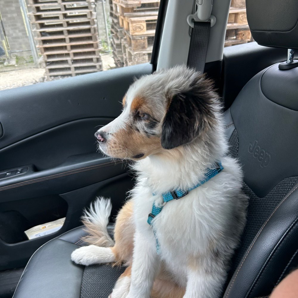 Hundetreffen-Gassirunde Spielrunde-Profilbild