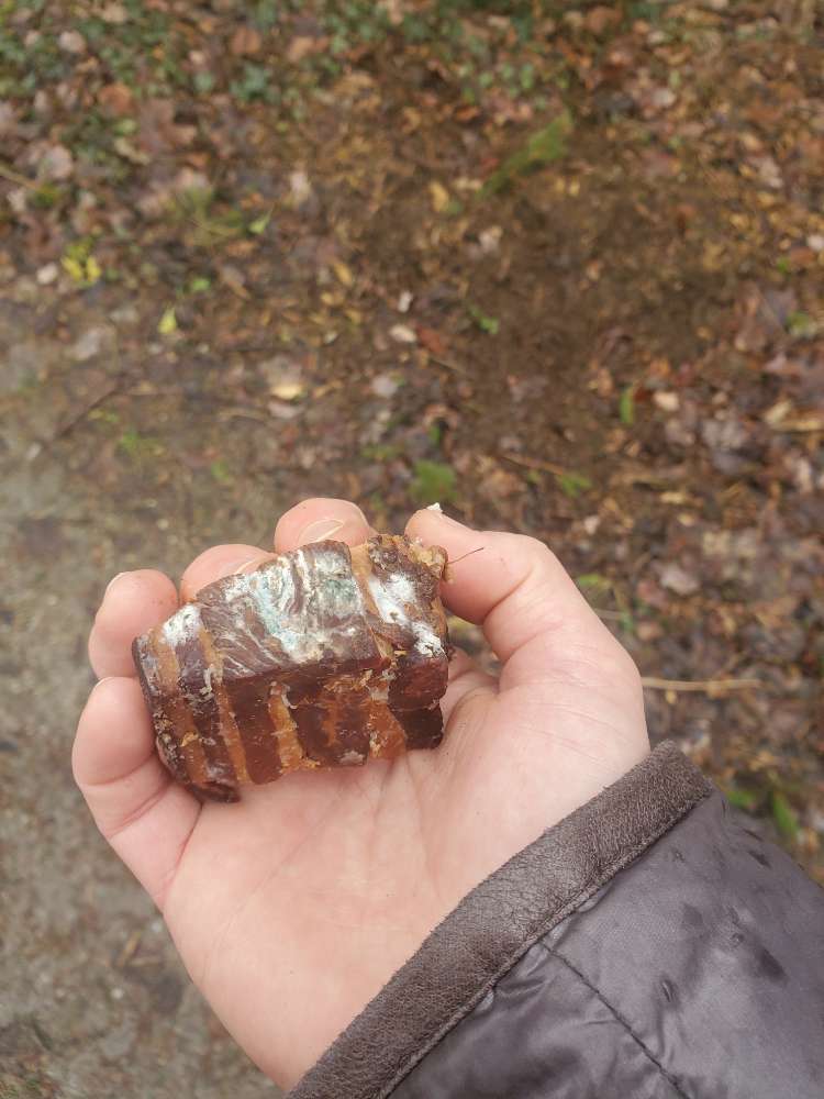 Giftköder-Schimmliger Speck im Gebüsch-Profilbild