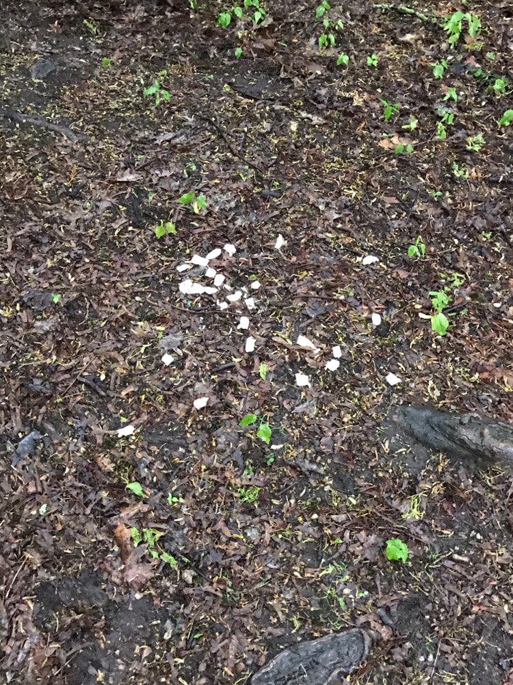 Giftköder-Ausgelegtes Hühnchen-Profilbild