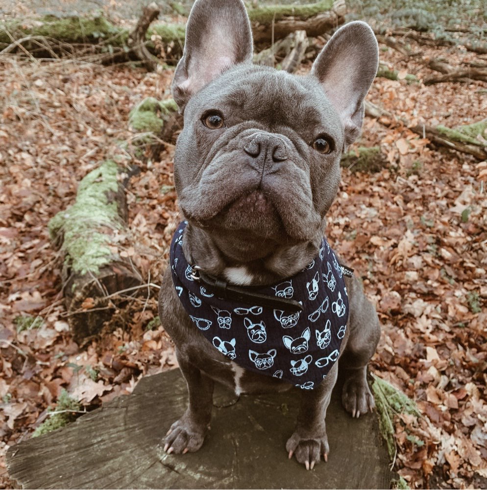 Hundetreffen-Bully treffen !-Profilbild