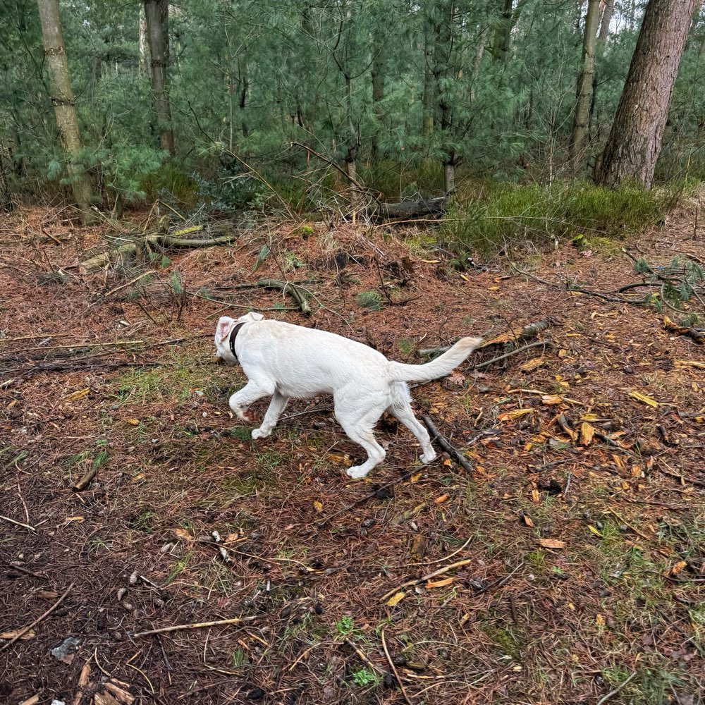 Hundetreffen-Spiel und gassi gehen-Profilbild