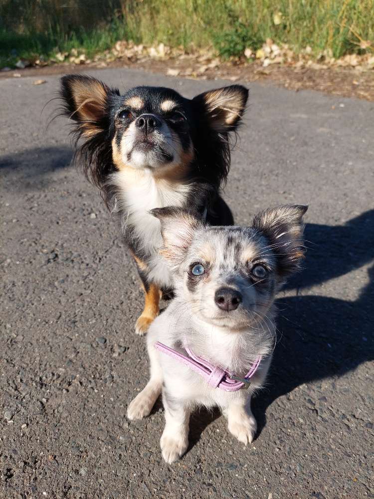 Hundetreffen-Mini Minis Hundetreffen 🐶-Profilbild