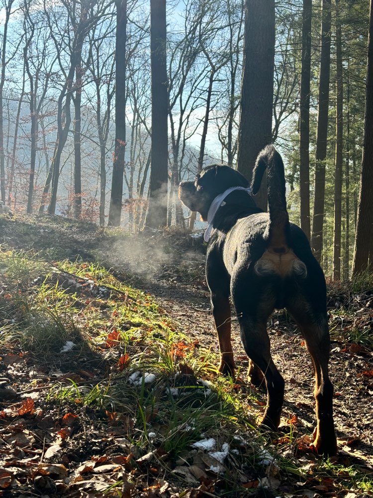 Hundetreffen-Social Walks mit kontrollierter Freifolge/ Freilauf-Profilbild