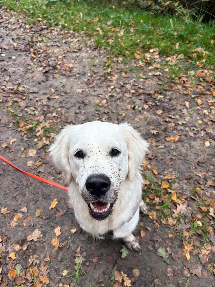 Hundetreffen-Hundefreunde zum Spielen und Trainieren gesucht-Profilbild