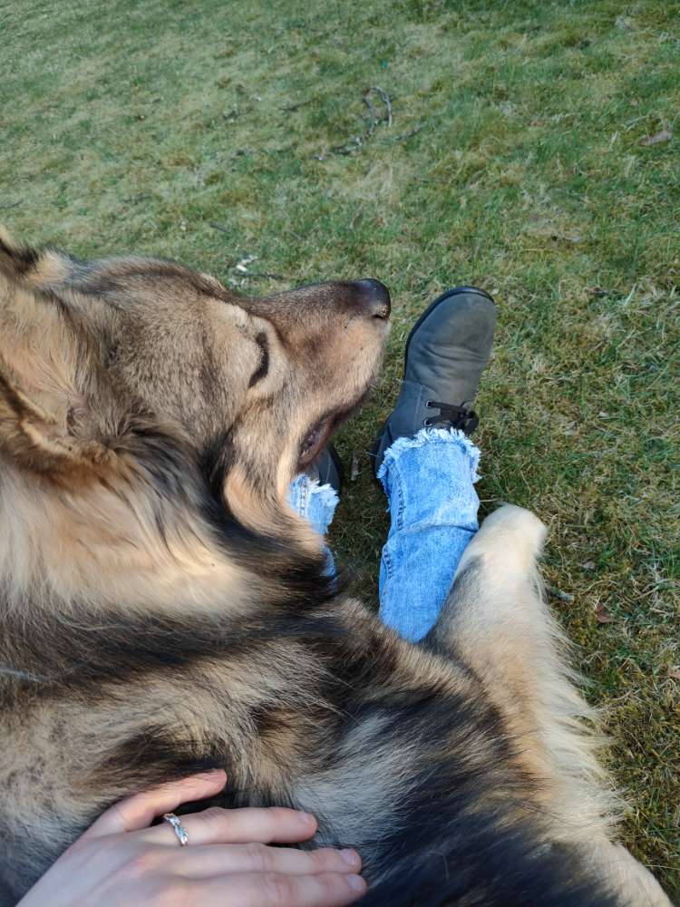 Hundetreffen-Spatzieren o. Spielen-Profilbild