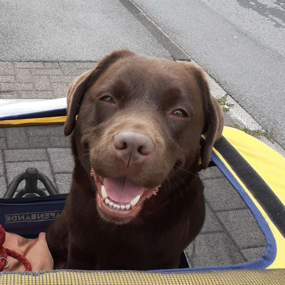 Hundetreffen-Abendrunde-Profilbild