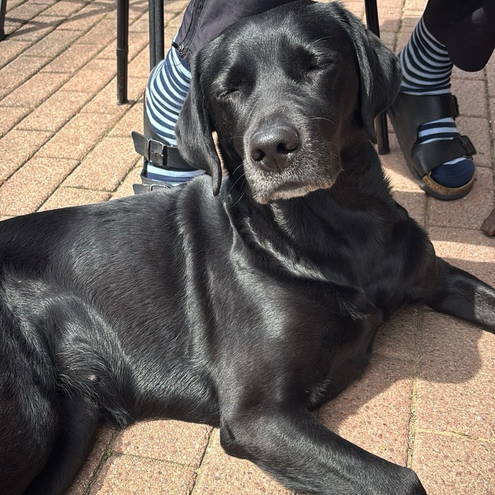 Hundetreffen-Hundefreund für gemeinsame Gassirunde gesucht-Profilbild