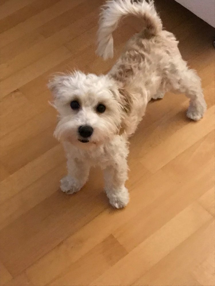 Hundetreffen-Suche Hundefreund Hundefreundin zum spielen oder toben-Profilbild