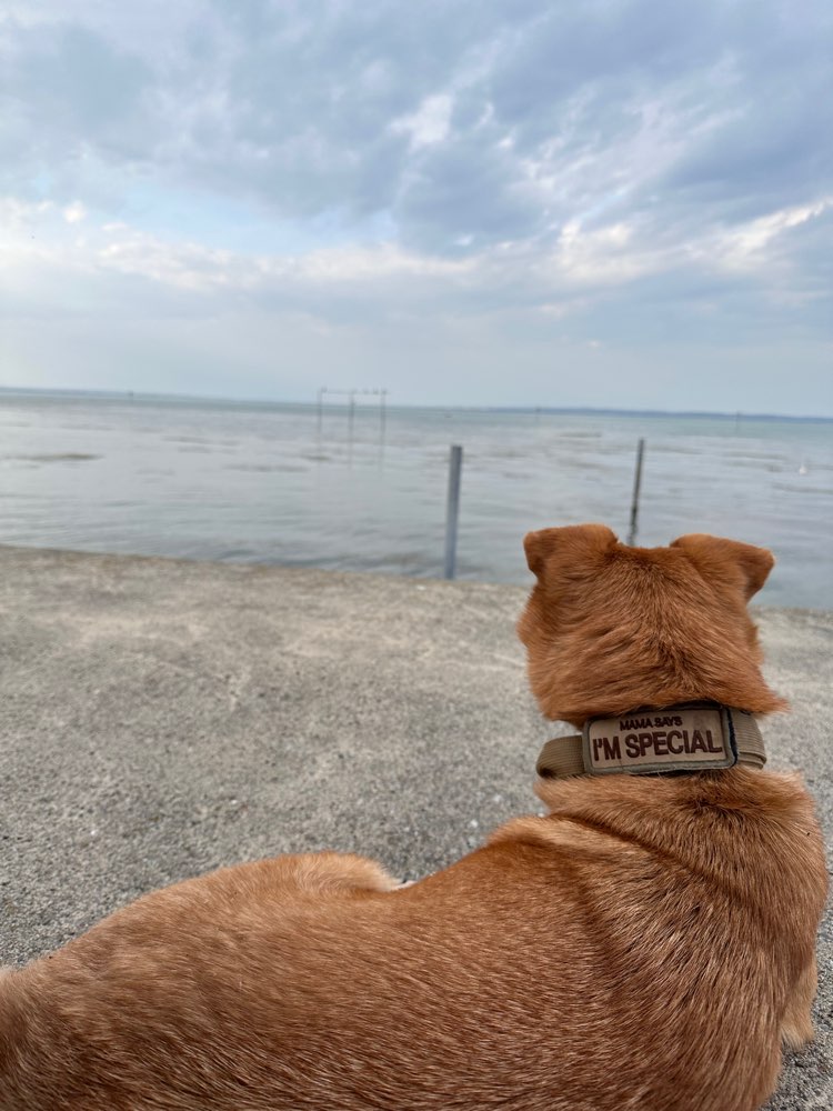 Hundetreffen-Gemeinsamer Spaziergang-Profilbild