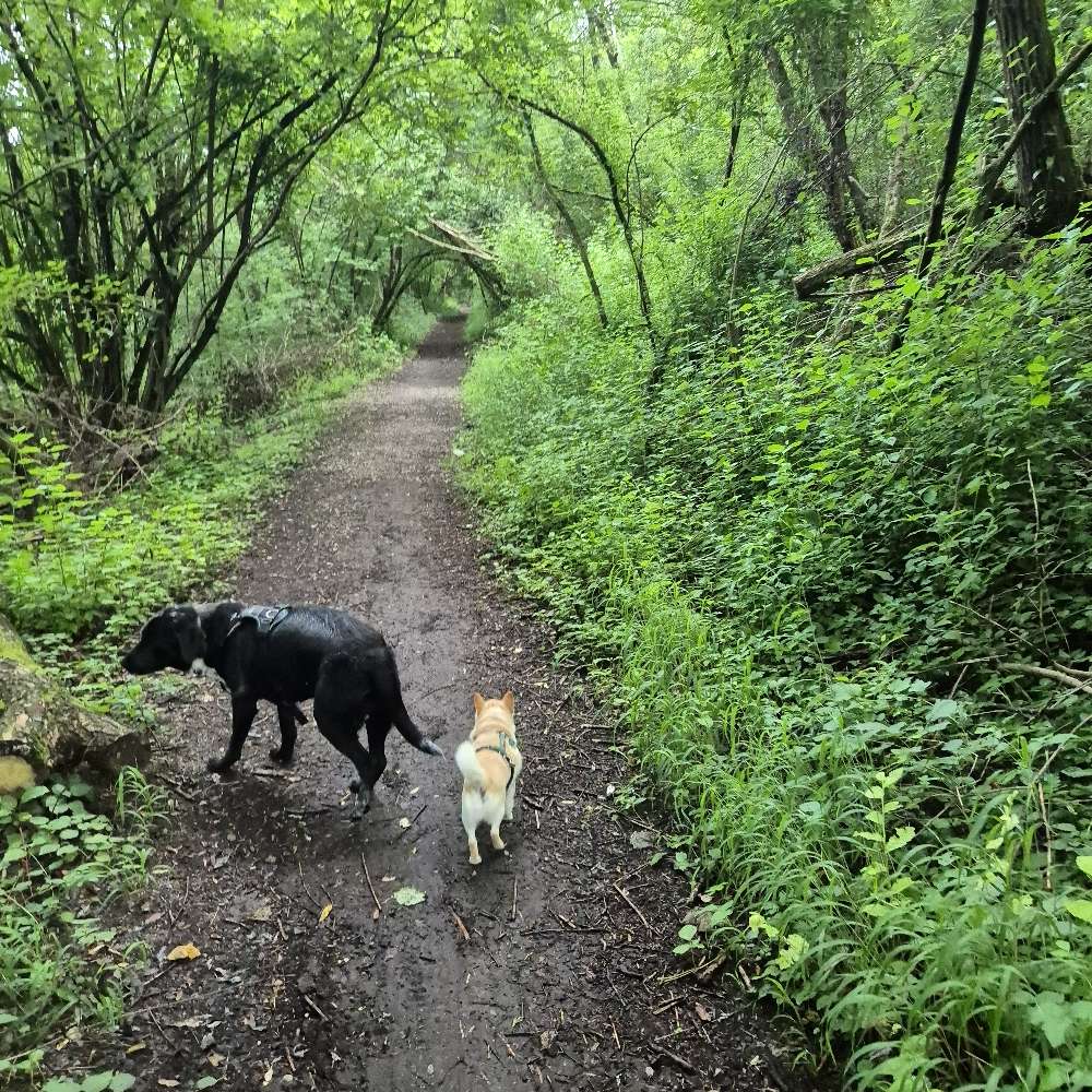 Hundetreffen-Gemeinsames Gassigehen/Spielen-Profilbild