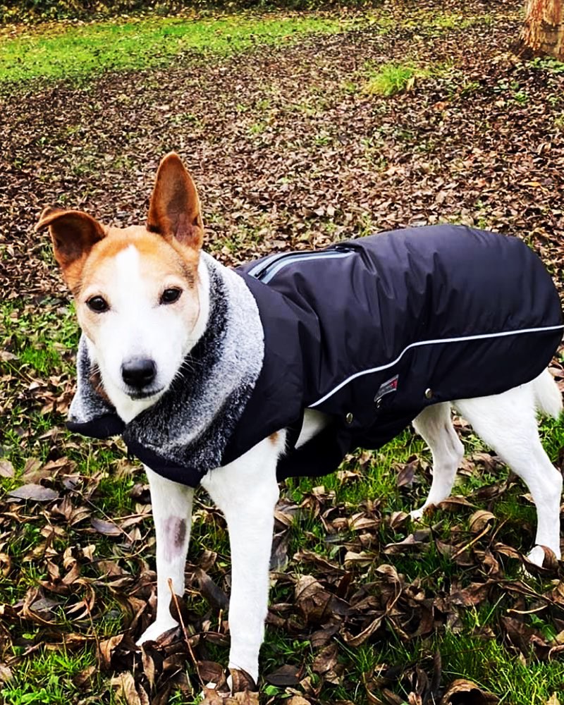 Hundetreffen-Entspannte Spaziergänge-Profilbild